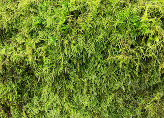 Green moss plastering the fallen tree log. Bokeh blurry defocused background