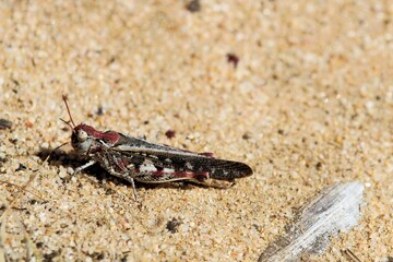 Australian Grasshopper - Southern Austroicetes (Austroicetes frater)