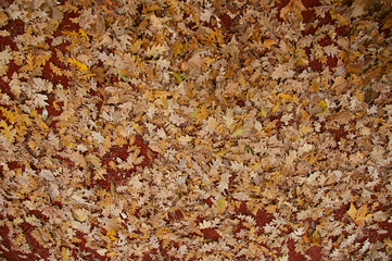fallen oak leaves. oak leaves background