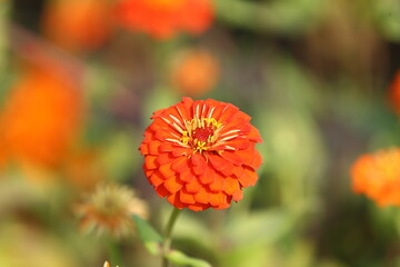 orange flower in the garden