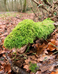Green moss plastering the fallen tree log. Bokeh blurry defocused background