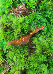 Green moss plastering the fallen tree log. Bokeh blurry defocused background