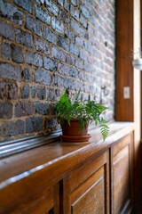 plant on shelf with brick wall