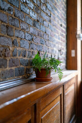 plant on shelf with brick wall