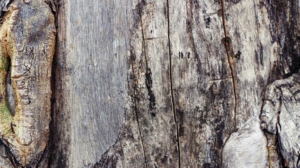 Rough natural tree texture background, natural surface backdrop