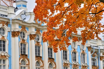 Autumn tree in the park of Pushkin Saint-Petersburg and blue wall of Summer palace
