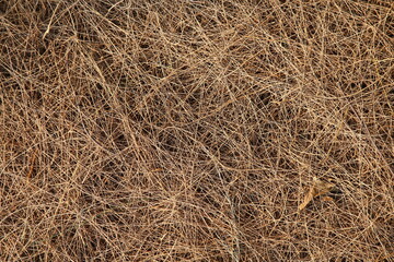 hay bale in the field
