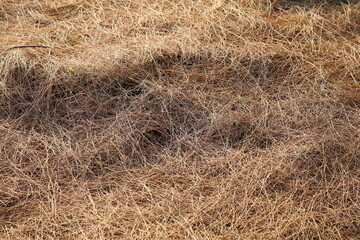 hay bale in the field