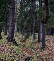 Autumn forest with fallen foliage and many trees