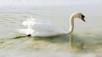 Gefrorener Parkteich mit Schwan