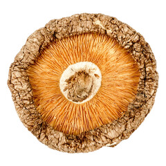 dried shiitake mushroom isolated on a white background,element of food healthy nutrients and herb healthy concept