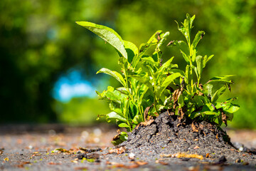 Plants break through asphalt 