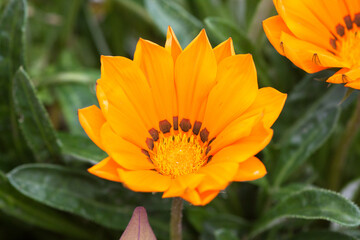 Blume orange
