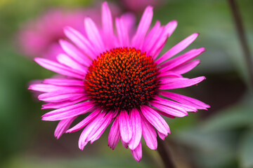Pinke Blumen