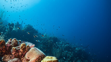 Seascape in turquoise water of coral reef in Caribbean Sea, Curacao with fish, coral and sponge