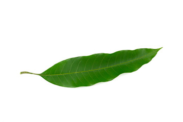 Fototapeta premium Mango leaf isolated on white background. 
