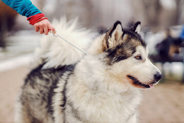 Cute dog on a leash. Dogs in a walk. Winter day