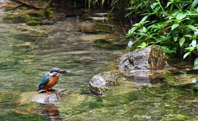 Kingfisher with fish in its beak sitting on the stone in the small creek, Yangtze reion, China