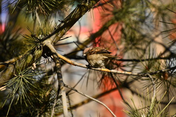 A sparrow sitting on the pine tree, Beijing, China