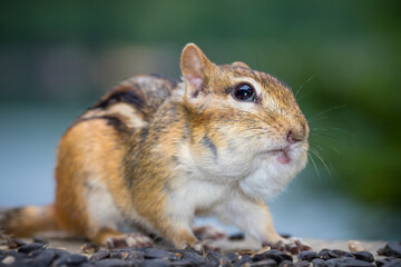 Canadian chipmunk feeding on nuts