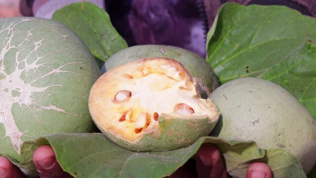 Indian bael fruit on Hand,Medicinal Bael fruits on man hand with natural background,half fruit for beal