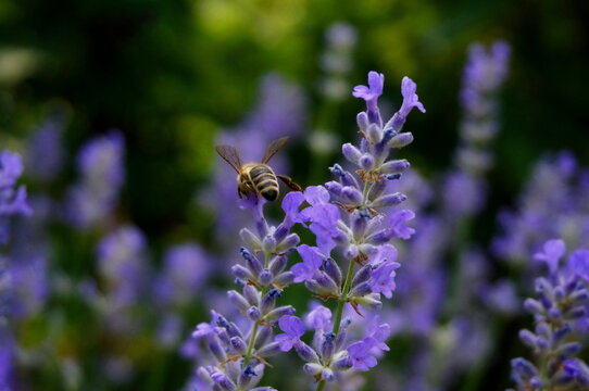 An image of two lavender flowers with a bee sitting on one of them