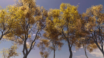 Fototapeta premium 秋 紅葉 林 快晴