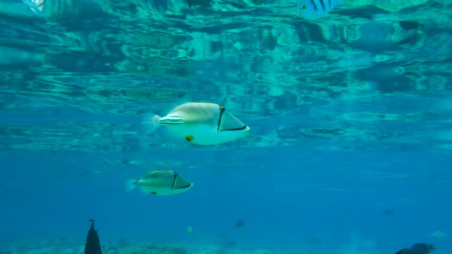 Two Picasso Triggerfish slowly swims in the blue water. Slow motion. Picasso Triggerfish, Assasi Triggerfish or Arabian Picassofish (Rhinecanthus assasi)