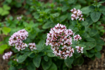 Oregano plant with small purple flowers.