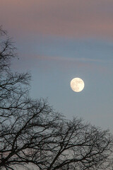 Obraz premium Mond und Baum