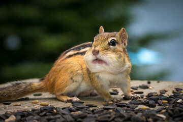 Canadian chipmunk feeding on nuts