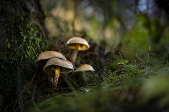 Soft focus of mushroom growing on forest floor
