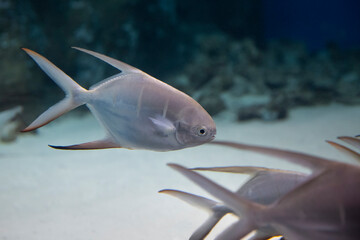 Fish in the aquarium. Blurred background