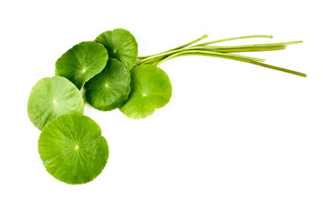 Asiatic Leaf Herb gotu kola, indian pennywort, centella asiatica, tropical herb isolated on white background. ayurveda herbal medicine inhibited or slowed growth of cancer cells Help prevent cancer