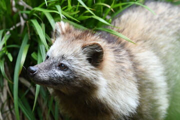 Naklejka premium ホンドタヌキ