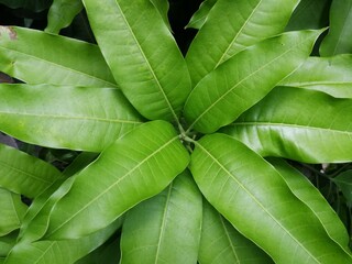 Close-up of mango tree leaves