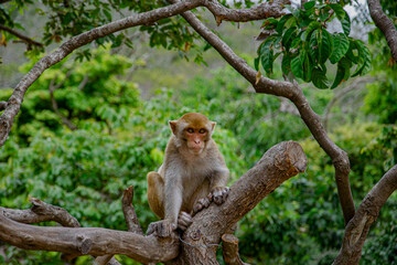 A small monkey sits on branch