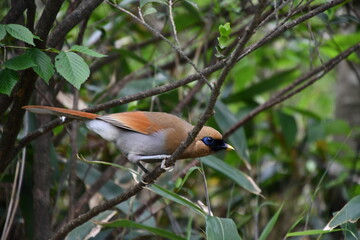 Brown wild bird sitting on the tree, China