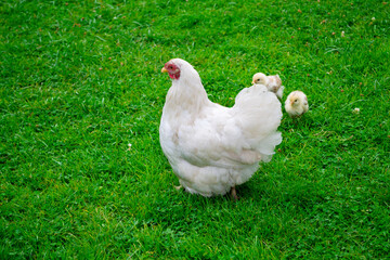 White hen with small chickens walks on the green grass. Farm in the village. Place for text, copy space.