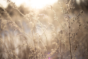 grass covered with fragile hoarfrost in cold winter day