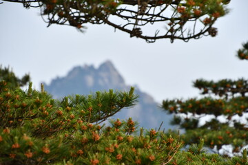 Pine branches with mountain on the back, Huangshan, China