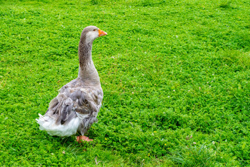 A goose walks on young green grass in spring. Gray goose on a farm in the village. Place for text, copy space.
