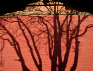 Shades of the trees on the red wall of the monastery in Henan, Cina
