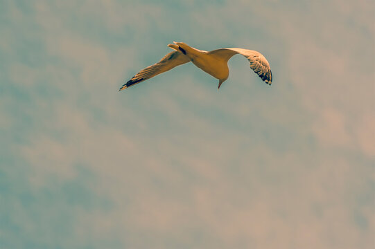 A Seagull Glides Above Brighton. UK Looking For Food In Summertime