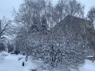 bare branches of lilacs covered with snow
