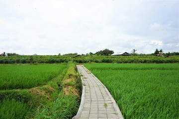 Fototapeta na wymiar Road in-between Rice Terraces Field in Bali, Indonesia