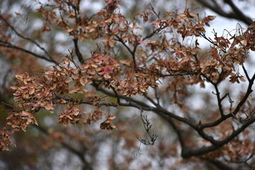 The early winter brown leaves on the trees in Sapporo Japan