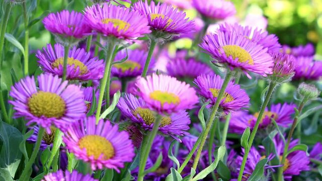 flower rigeron glaucus in bloom
