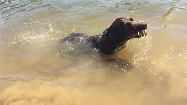 hunting dog swims in the water. pet lifestyle dog swimming in the river