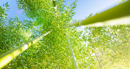 (Selective focus) Stunning view of a defocused bamboo forest during a sunny day. Arashiyama Bamboo...